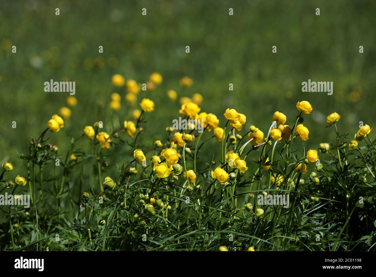 Globeflower blüht auf einer Bergwiese Stockfoto