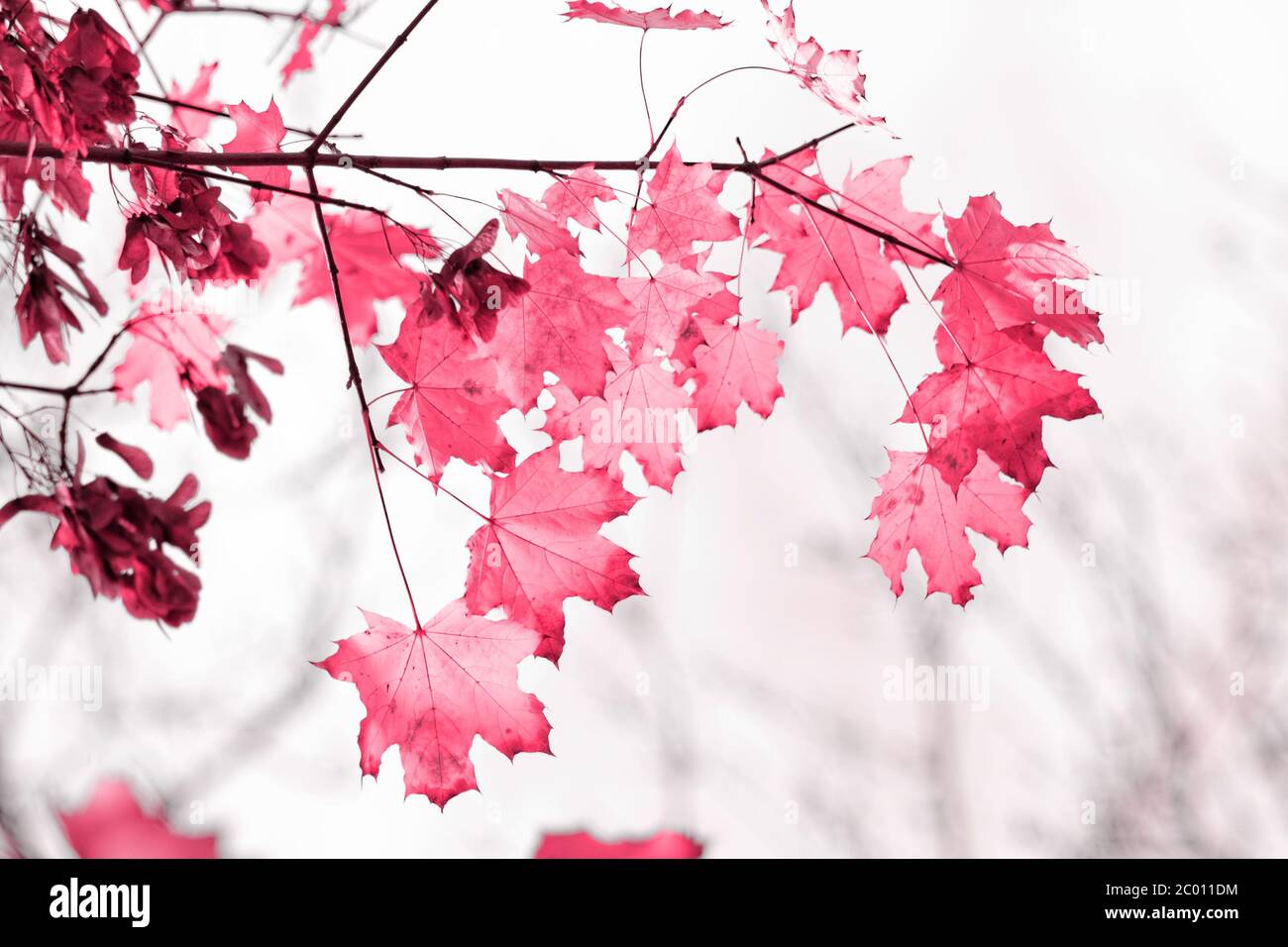 Bunte Blätter im Wald - sonnige Fotos Stockfoto