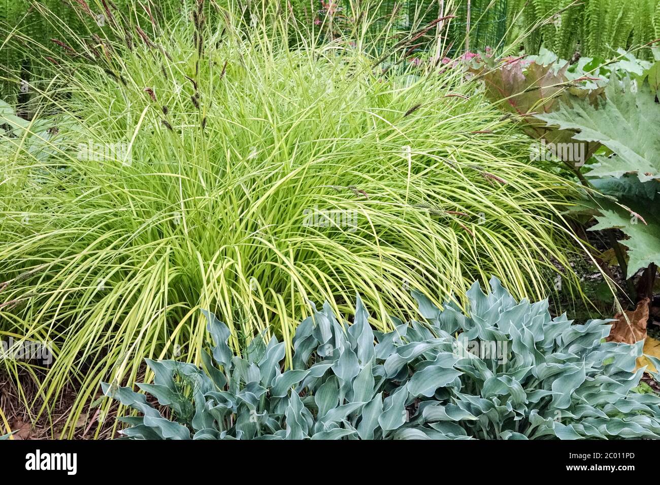 Bowles Golden Sedge Carex elata „Aurea“ Kochbananen Lilie Hosta „Blue Silver“ Ziergräser Gartengräser Mai Szenenpflanzen Frühlingslaub Sedge Stockfoto