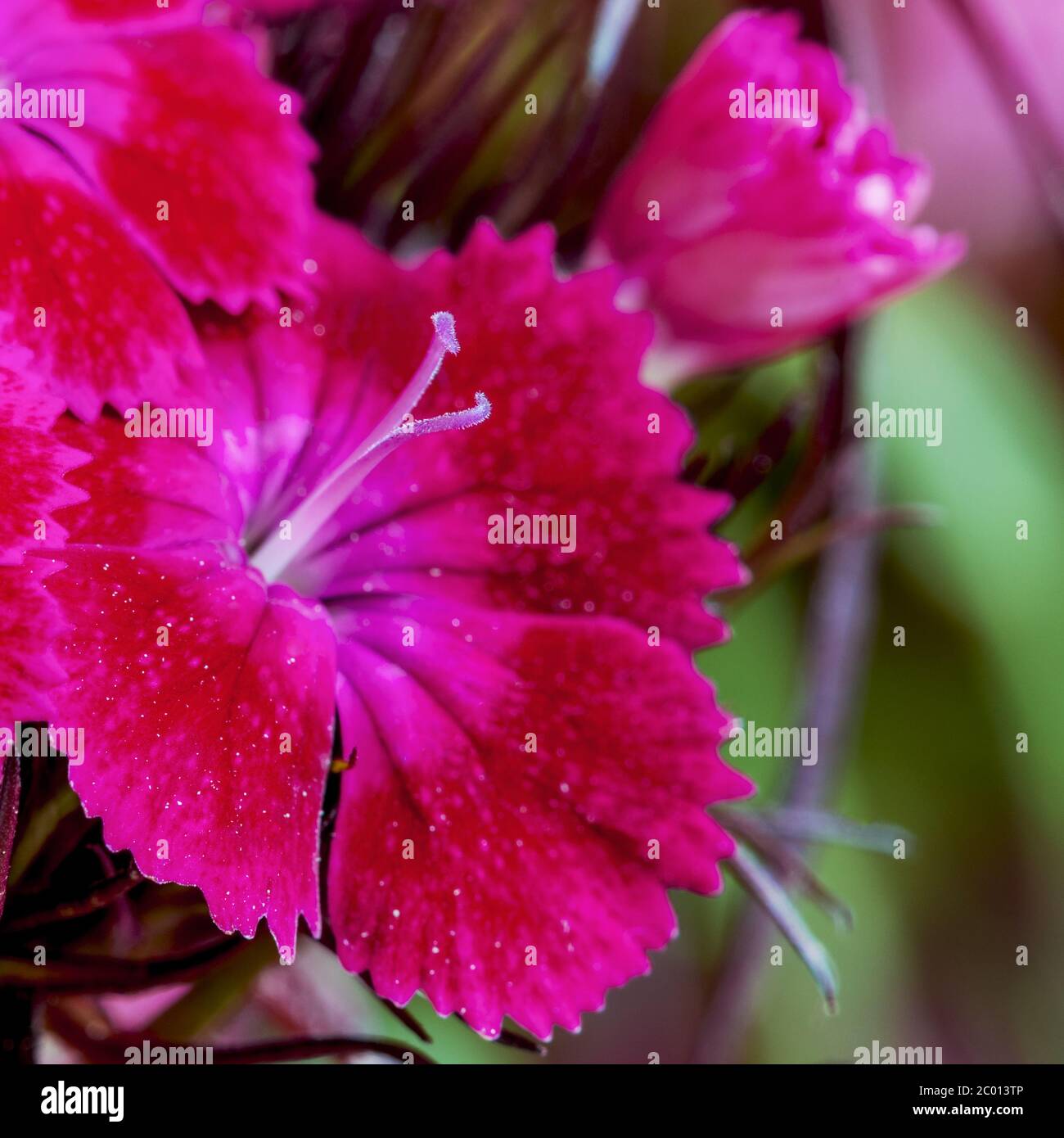 Lila Farbe der türkischen Nelke Blume, Makro. Bärtige Nelke oder Türkische  Nelke (Dianthus barbatus) ist eine mehrjährige Pflanze aus der  Nelkenfamilie, aber ich Stockfotografie - Alamy