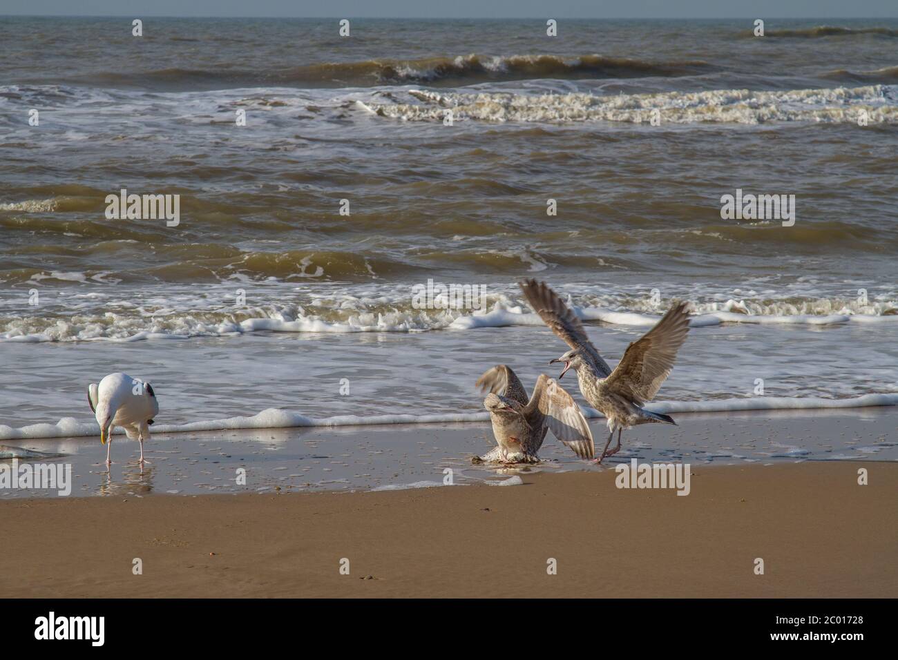 Drei Möwen am Strand der Nordsee Stockfoto