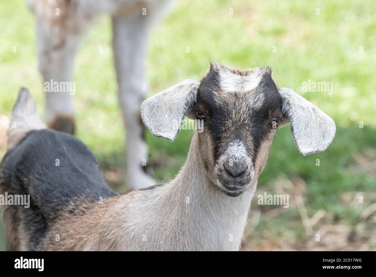 Ein braunes, weißes, schwarz gehörntes Ziegenkind, das auf dem Frühlingsgras steht, Kopfschuss Stockfoto