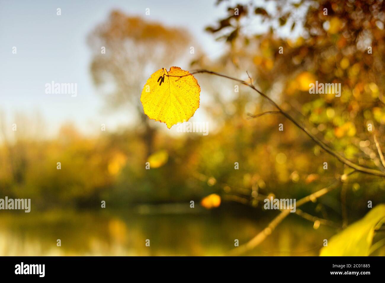 Herbstblatt Nahaufnahme des Flusses ist in der backgro Stockfoto