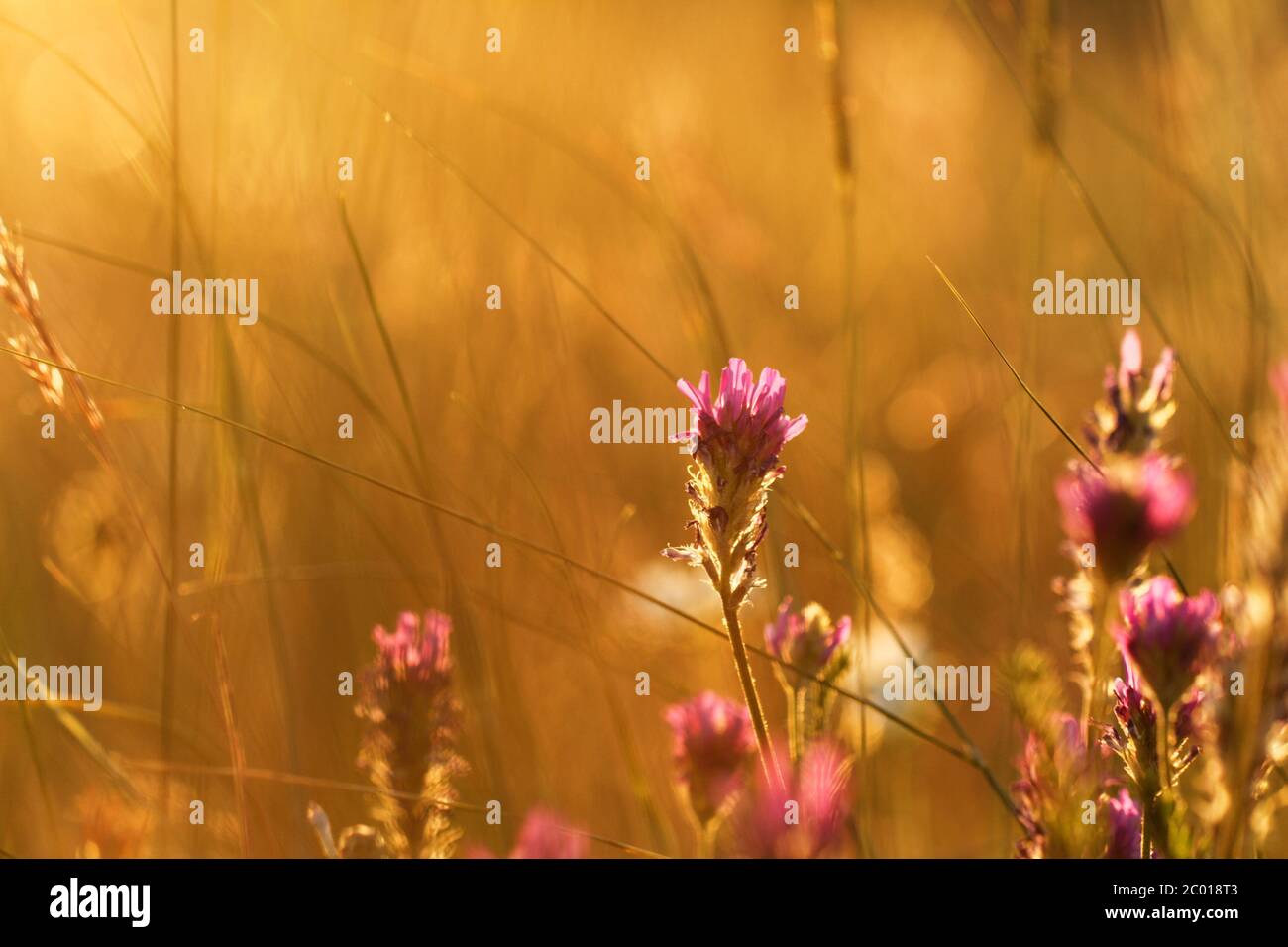 Weiche rosa Wiese Blume auf Sonnenaufgang Natur Hintergrund Stockfoto