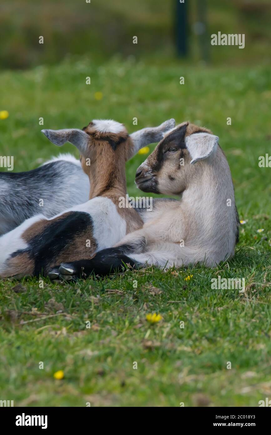 Ein paar Ziegenbabys auf dem Frühlingsgras. Ziegen liegen nebeneinander im Gras Stockfoto