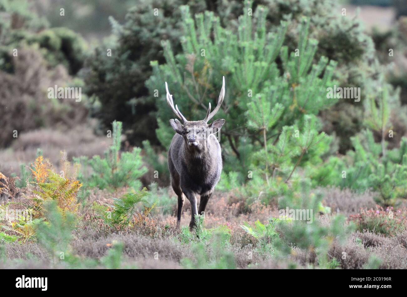 sika Hirsch im Herbst Stockfoto