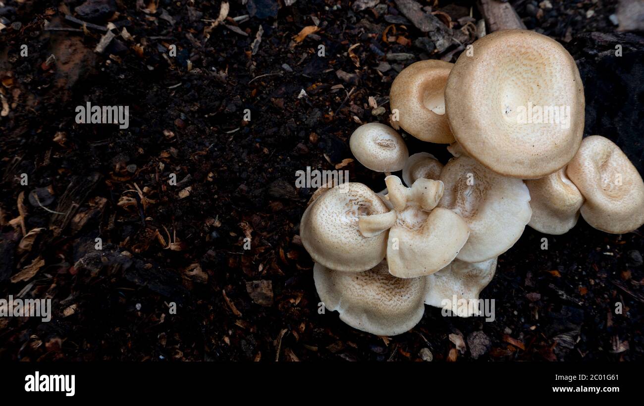 Schöne Nahaufnahme von Waldpilzen. Pilze sammeln. Pilze Foto, Wald Foto, Boden Hintergrund Stockfoto