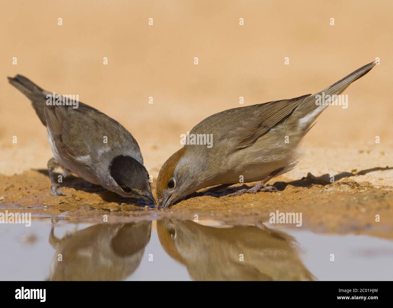 Weibchen von eurasischen Schwarzmücken Trinkwasser in einer Pfütze in der Negev Wüste Stockfoto