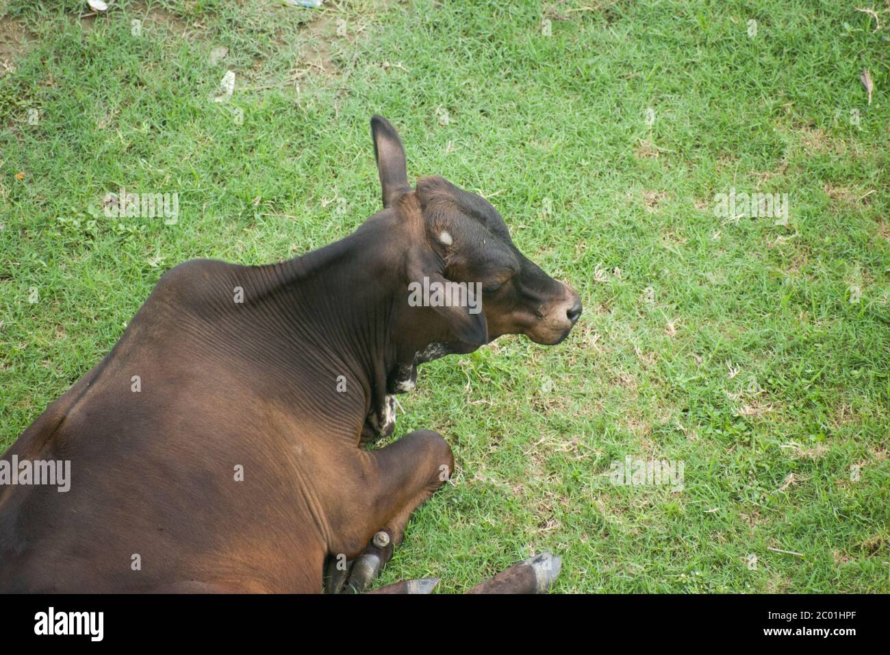 Rinder, oder Kühe (weiblich) und Stiere (männlich), sind die häufigste Art von großen domestizierten Huftiere. Stockfoto