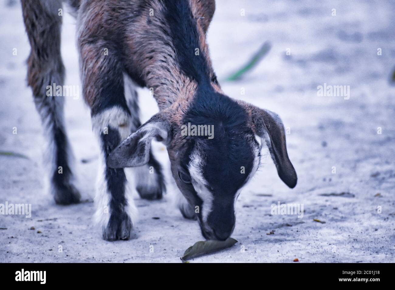 Die Hausziege oder einfach Ziege ist eine Unterart von C. aegagrus domestiziert aus der Wildziege von Südwestasien und Osteuropa. Stockfoto
