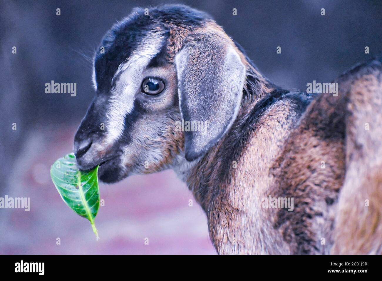 Die Hausziege oder einfach Ziege ist eine Unterart von C. aegagrus domestiziert aus der Wildziege von Südwestasien und Osteuropa. Stockfoto