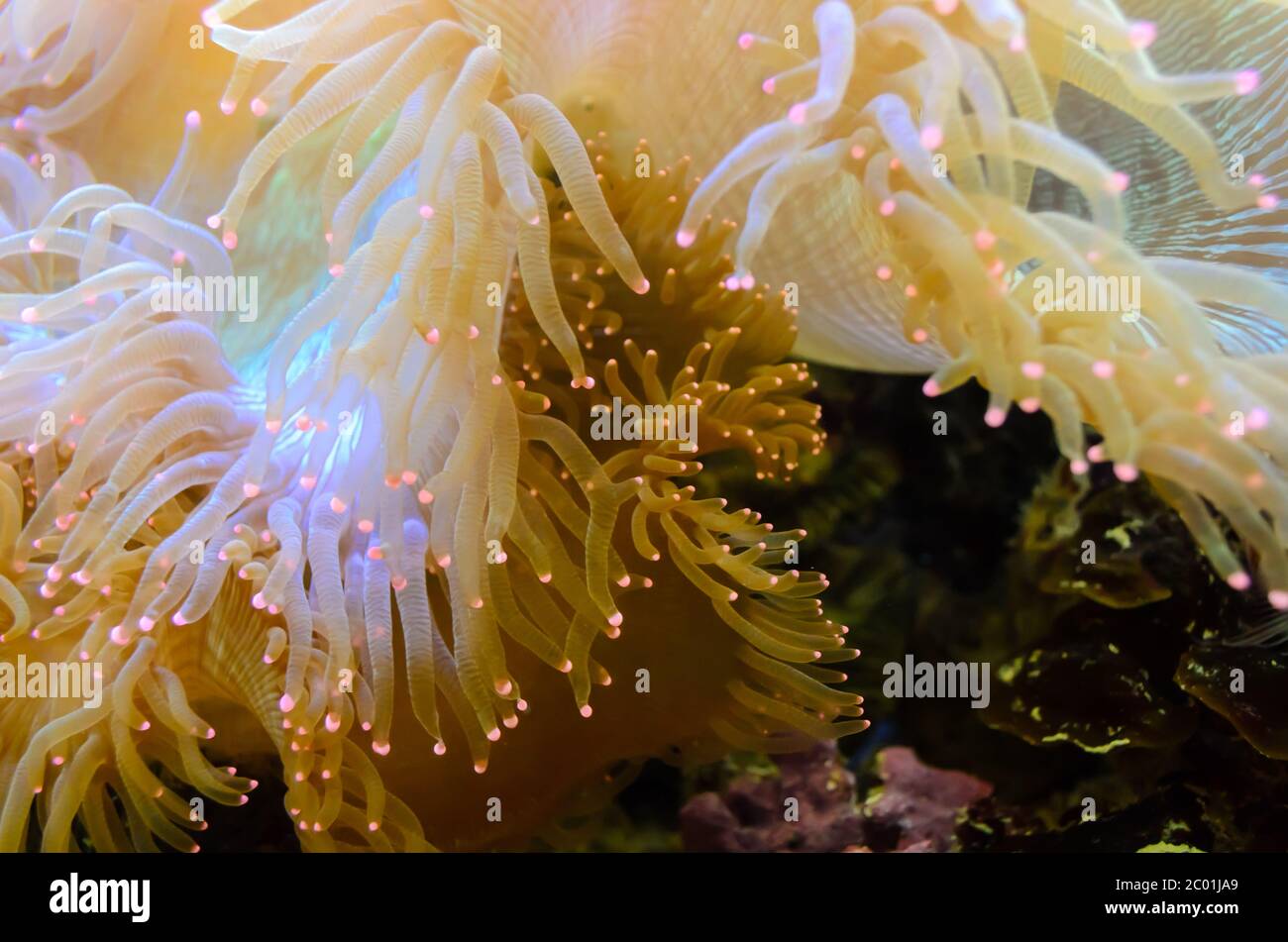Anemonen, Organismus des Meeres. Stockfoto
