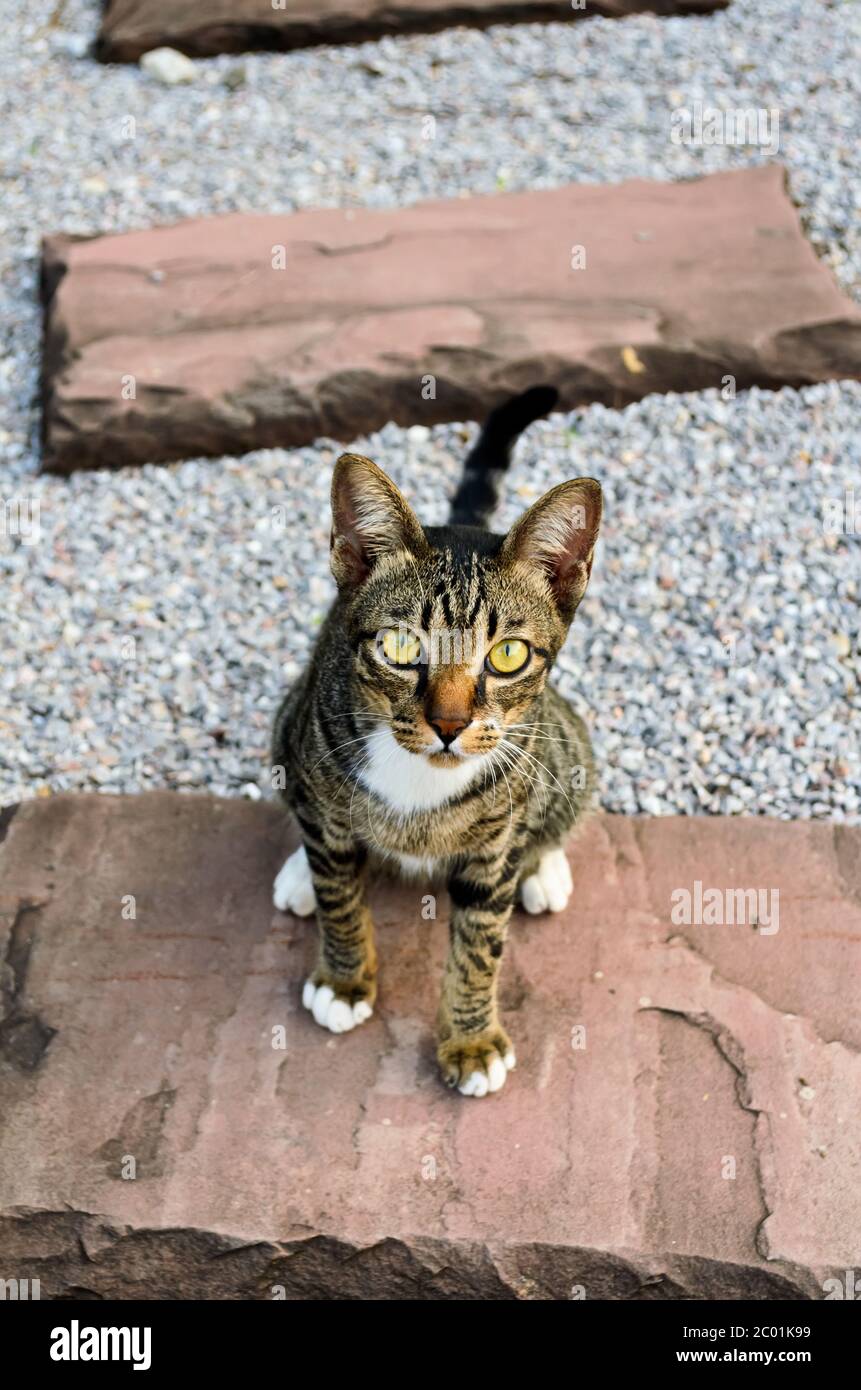 Kätzchen mit Tigerstreifen Stockfoto