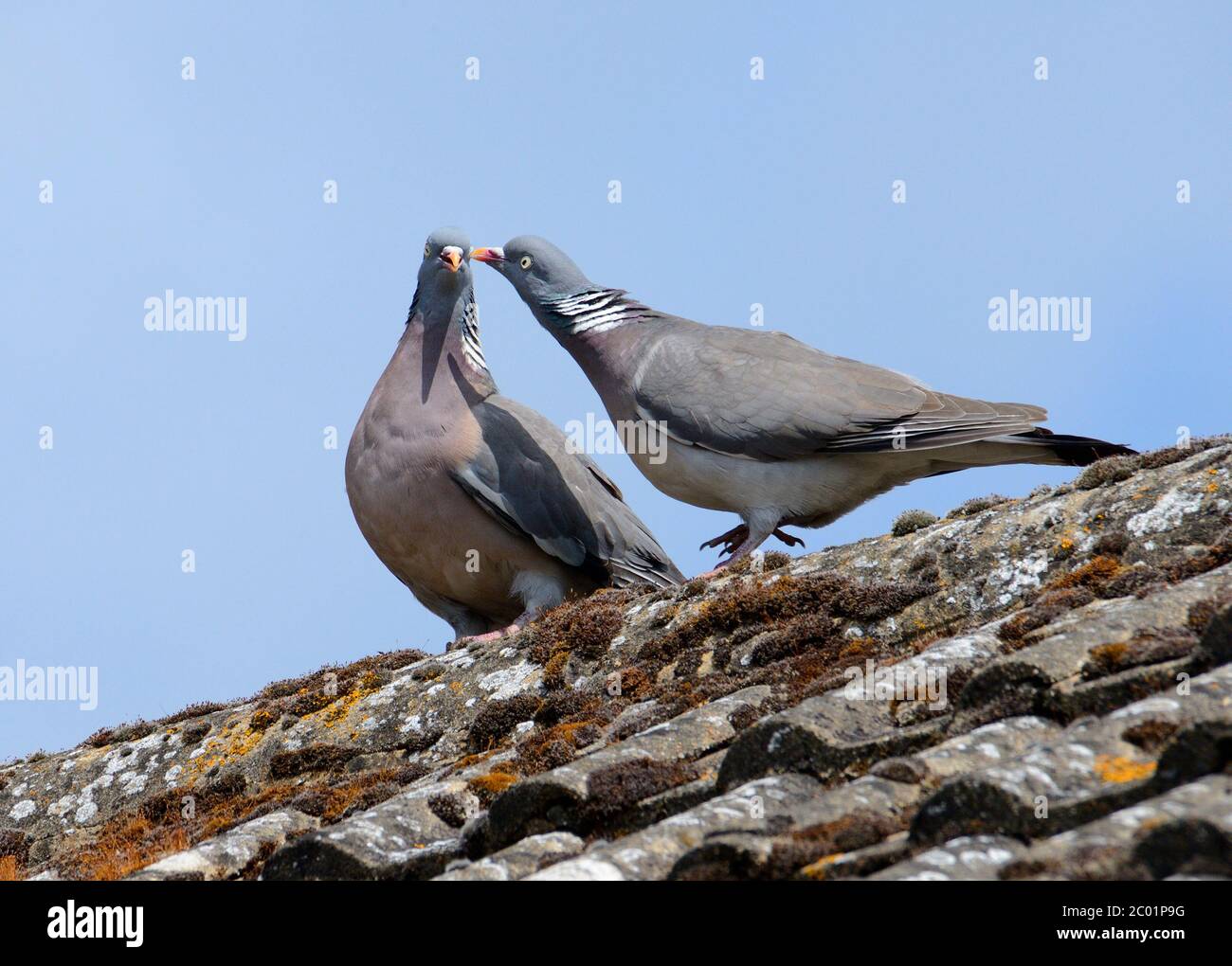 Holztaube (Columba palumbus) Paar zeigt Werbenverhalten auf einem Hausdach Stockfoto