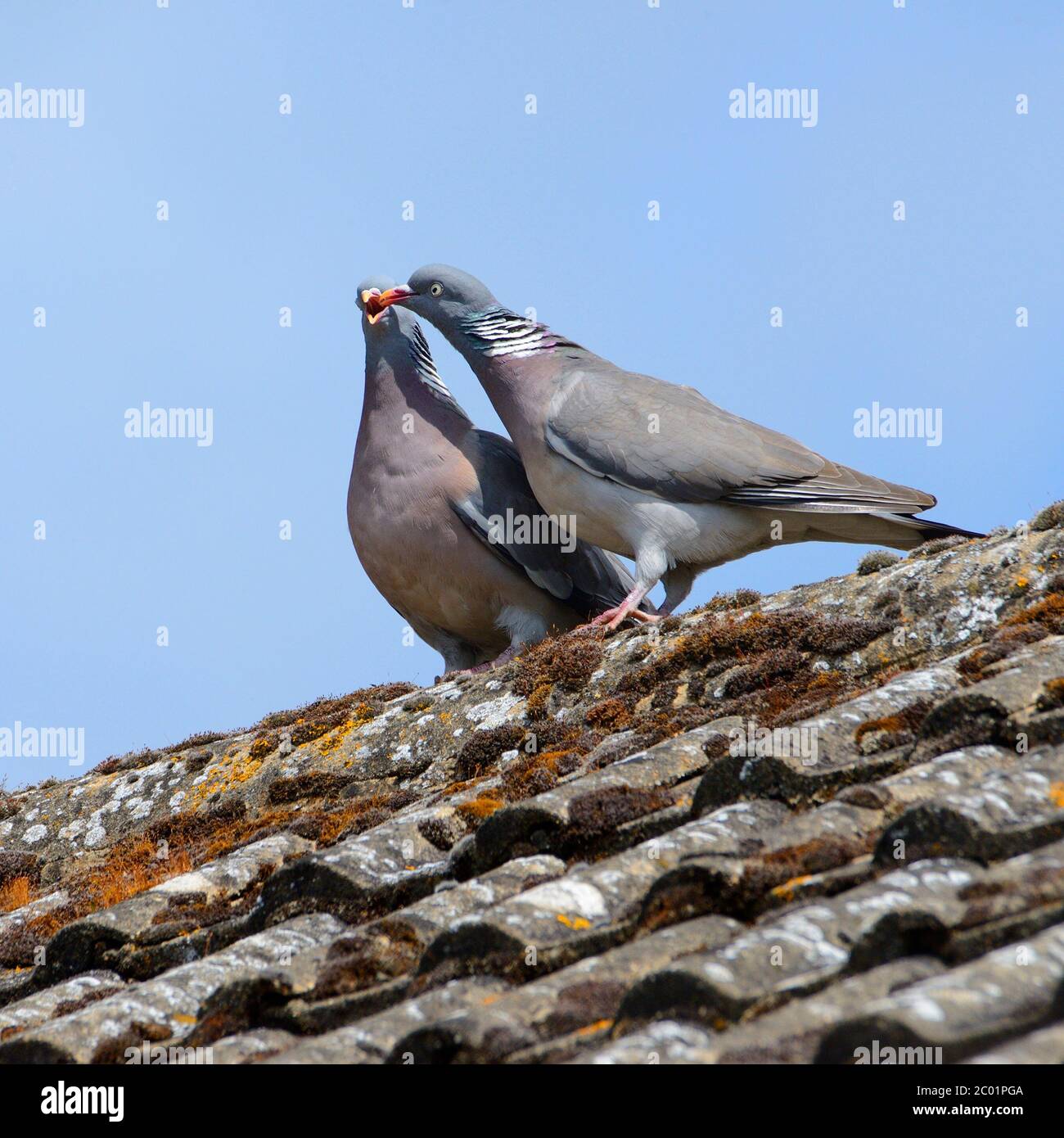 Holztaube (Columba palumbus) Paar zeigt Werbenverhalten auf einem Hausdach Stockfoto