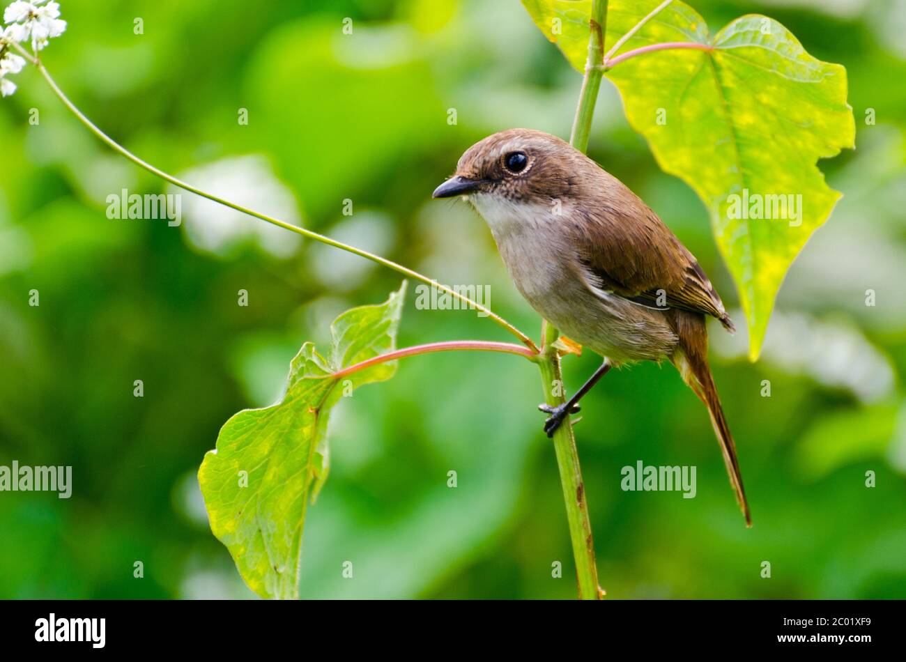 Grauer Buschchatvogel (Weibchen) Stockfoto