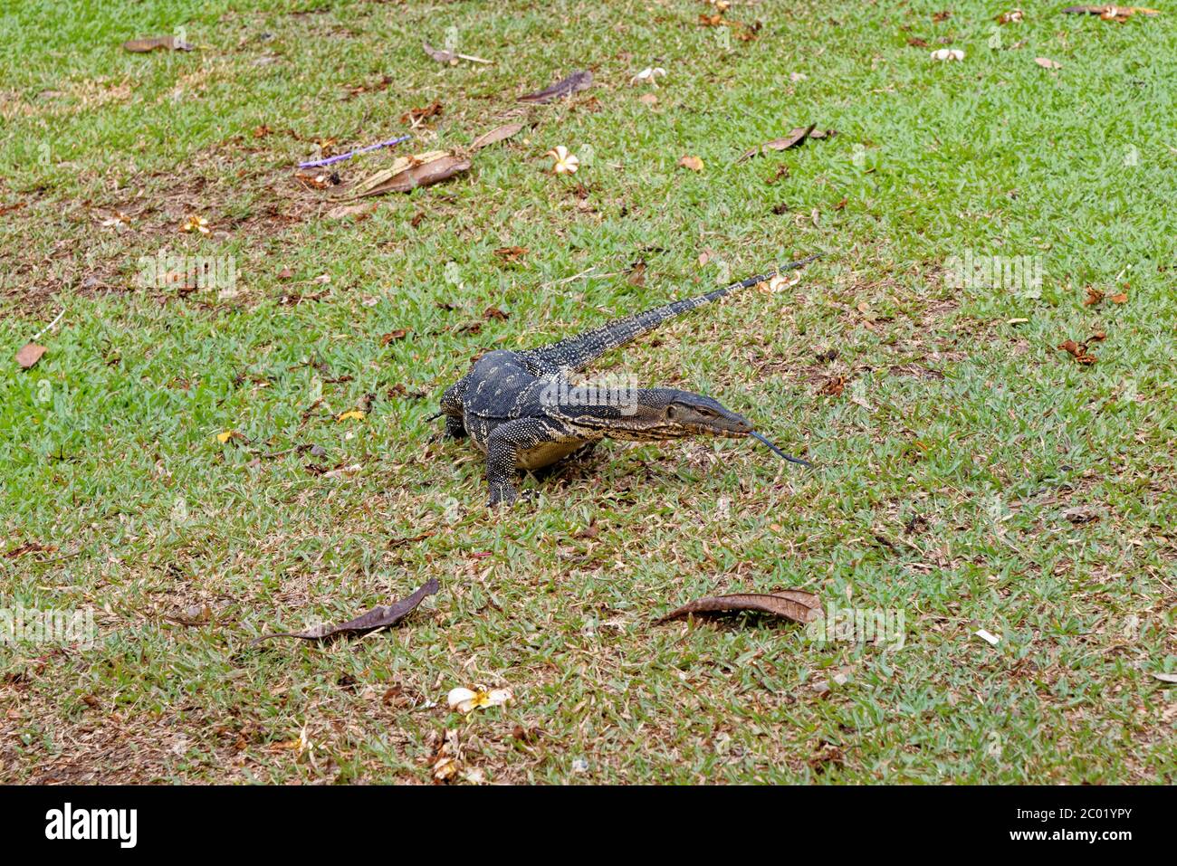 Wasser-Monitor (Varanus Salvator), manchmal auch als irrtümlich Komodo Drachen Stockfoto