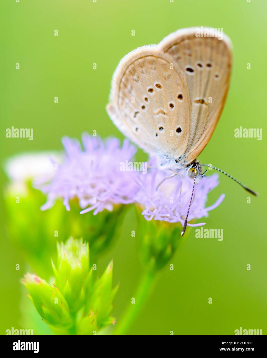 Nahaufnahme kleine braune Schmetterling ( Tiny Grass Blue ) Stockfoto