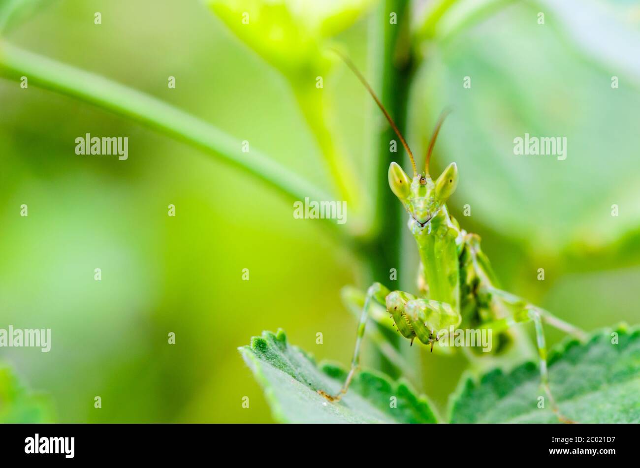 Schmuckblumen-Mantis oder indische Blumen-Mantis Stockfoto
