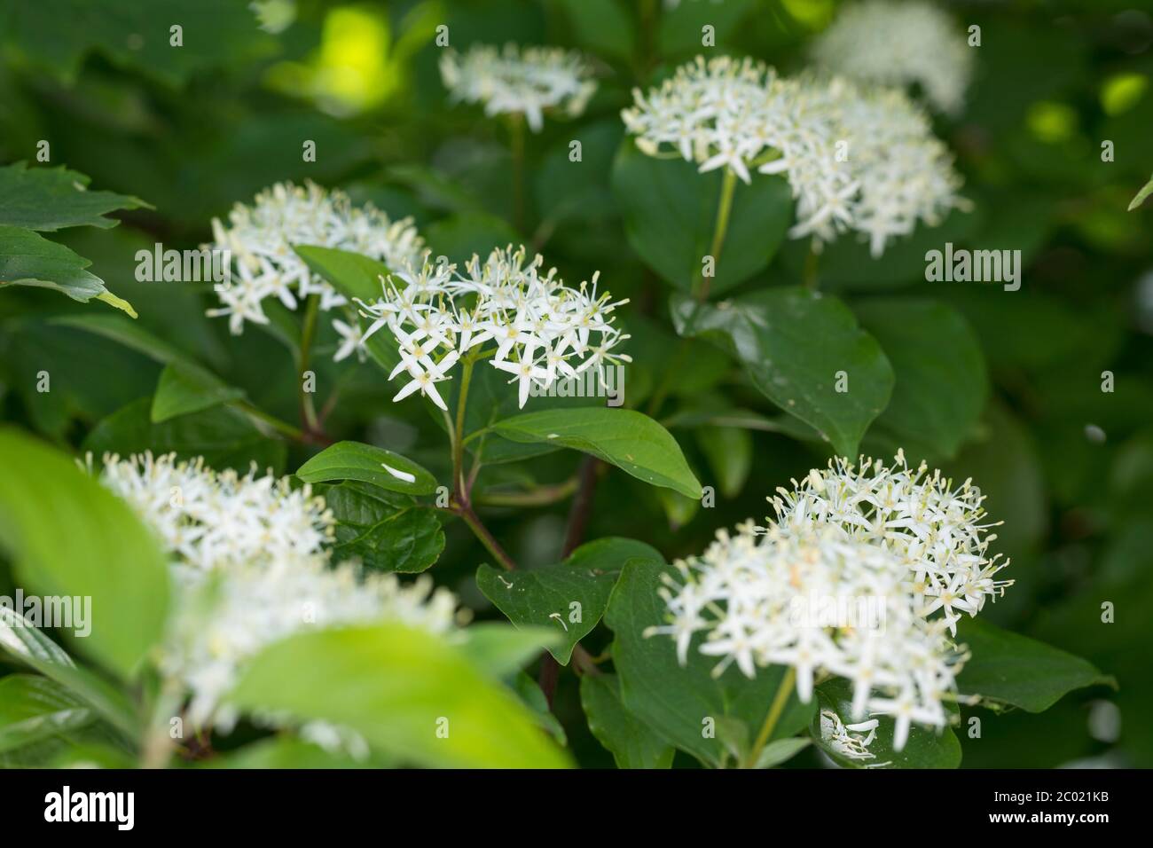 Blutroter Hartriegel, Hartriegel, Blüten, blühend, Cornus sanguinea, Hundehalz, Hundehalz, Dogberry, Cornouiller sanguin Stockfoto