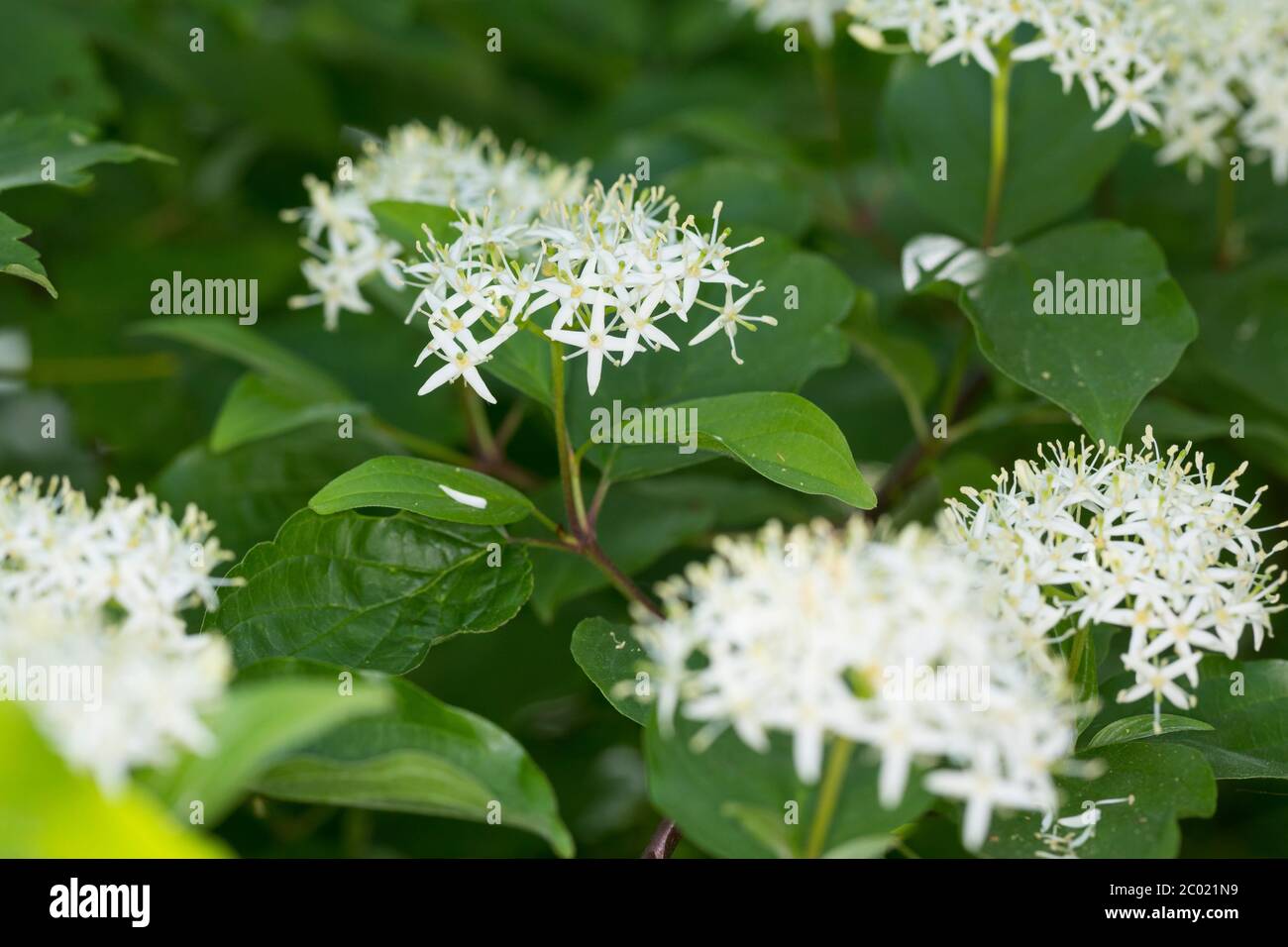Blutroter Hartriegel, Hartriegel, Blüten, blühend, Cornus sanguinea, Hundehalz, Hundehalz, Dogberry, Cornouiller sanguin Stockfoto