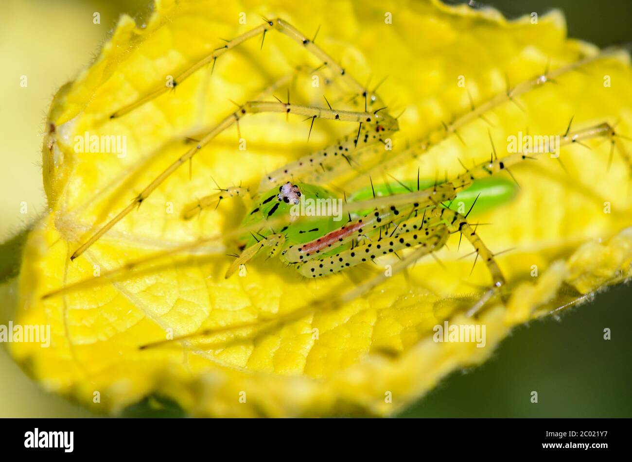 Green Lynx Spider ist eine auffällige leuchtend grüne Spinne, die auf Pflanzenblättern gefunden wird Stockfoto