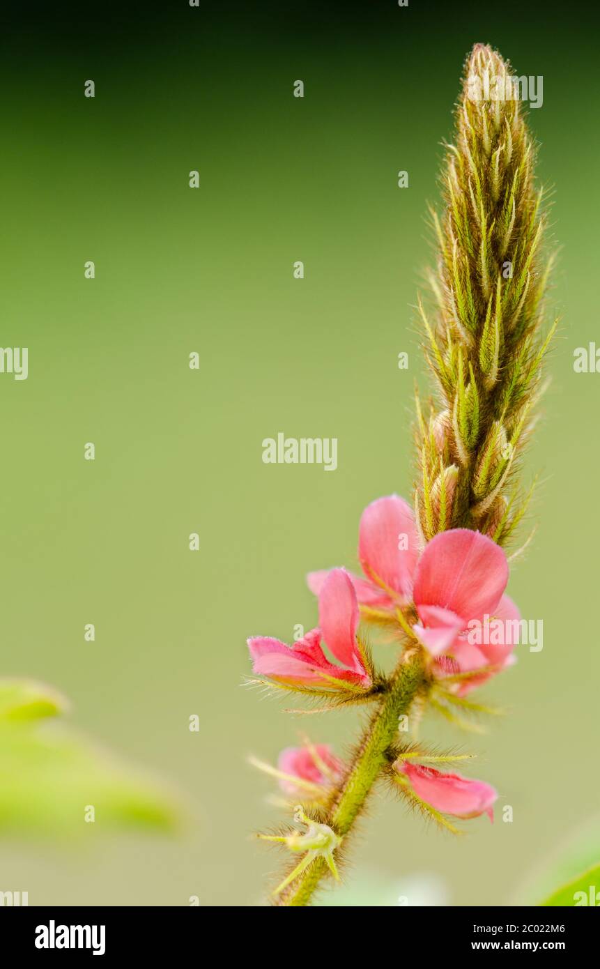 Kleine Rispe von rosa Blume in der Wiese Stockfoto