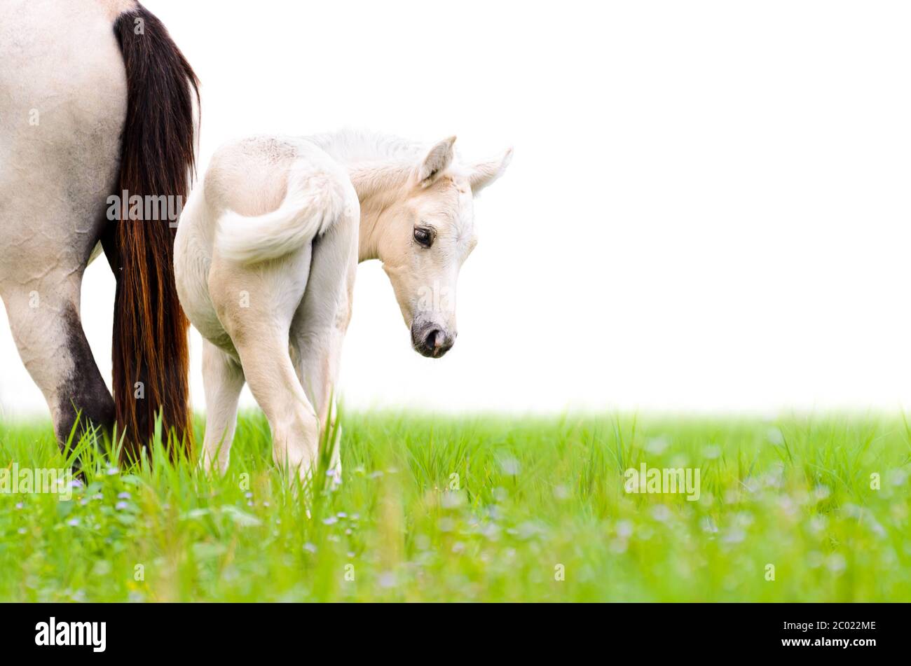 Pferd Fohlen suchen isoliert auf weiß Stockfoto