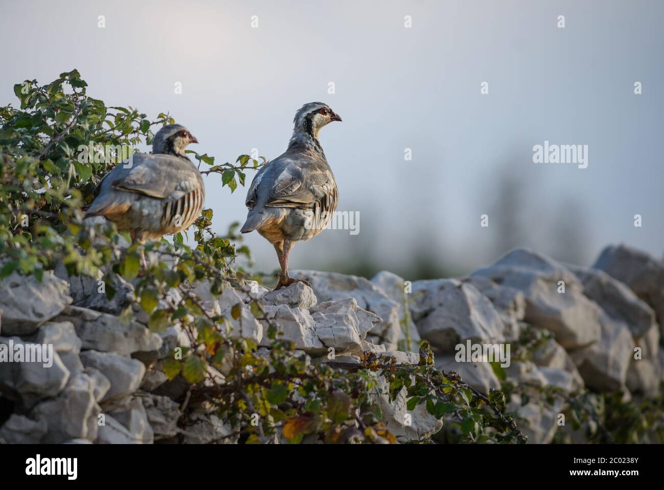 Felspark - Alectoris graeca, schöner, farbiger Vogel aus Südeuropäern Sträucher und Felsen, Insel Pag, Kroatien. Stockfoto