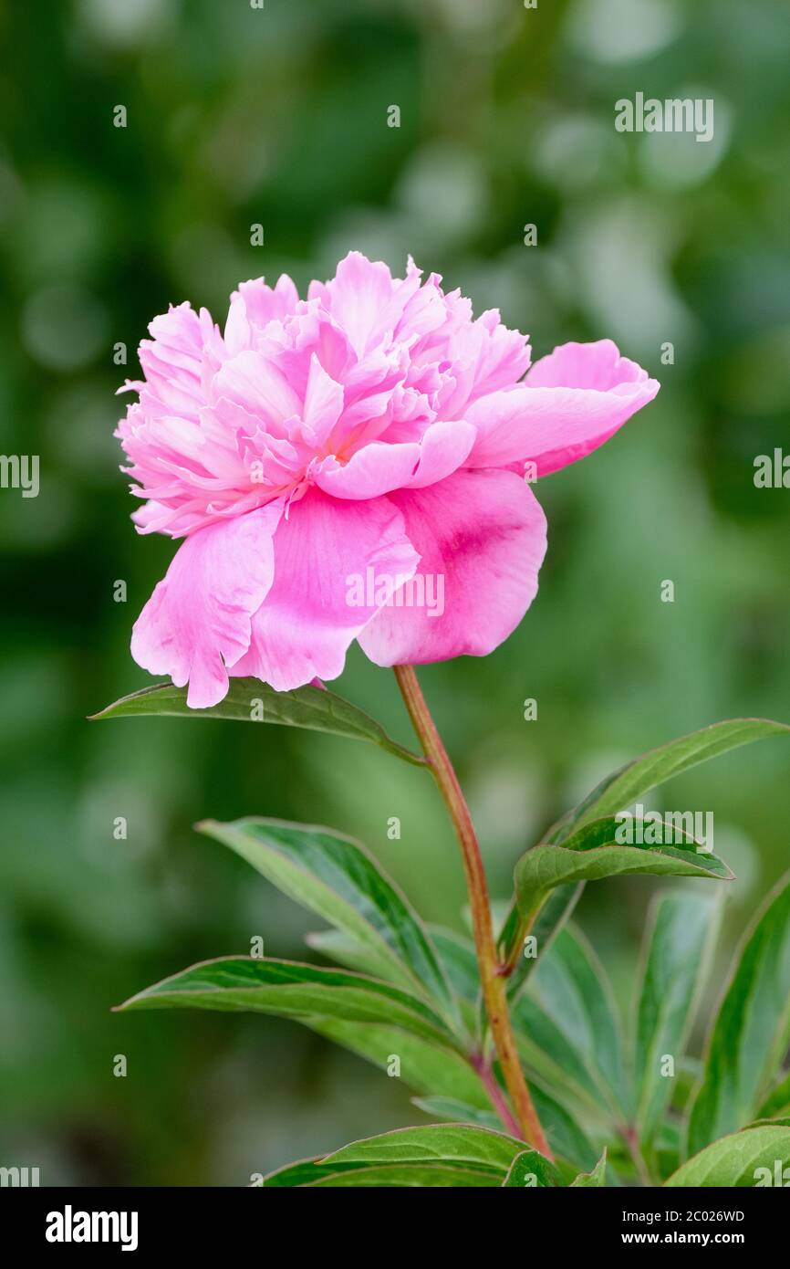 Paeonia lactiflora 'Bouquet perfekt', Pfingstrose 'Bouquet perfekt'. Eine einzelne rosa Blume, die vom Anemone-Typ ist Stockfoto