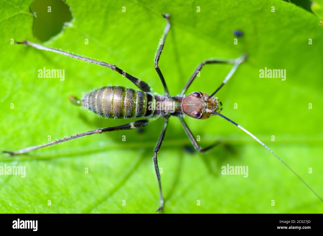 Ameisenmimik Stockfoto