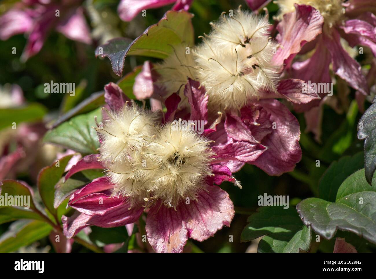 Rosa Blüten und flauschige Sämerköpfe von Clematis montana 'Broughton Star' ein großer Klettergarten Strauch, Berkshire, Mai Stockfoto