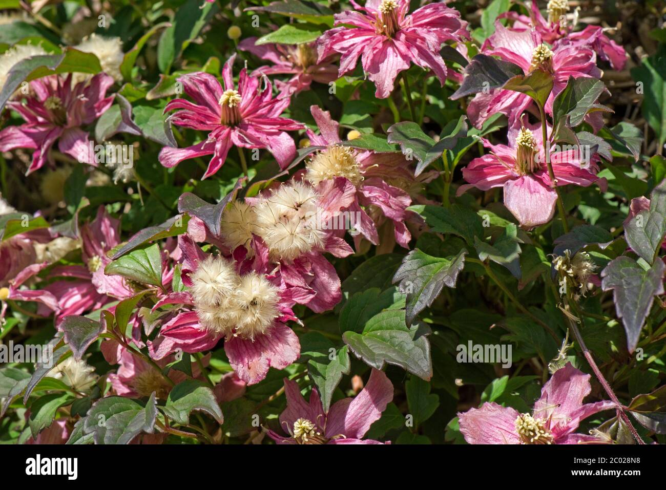 Rosa Blüten und flauschige Sämerköpfe von Clematis montana 'Broughton Star' ein großer Klettergarten Strauch, Berkshire, Mai Stockfoto