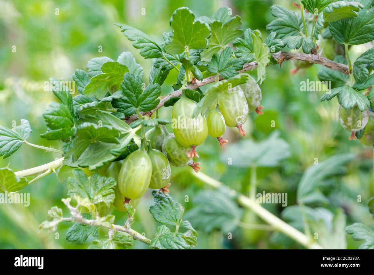 Ribes uva-crispa 'Instone'. Stachelbeere 'Instone. Obst wächst auf dem Busch Stockfoto