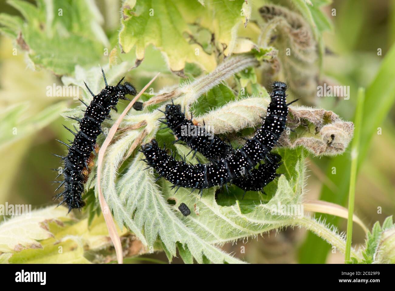 Pfauenschmetterling (Aglais io) Raupen, die sich auf Brennnessel (Urtica dioica) Blätter ernähren, Berkshire, Juni Stockfoto