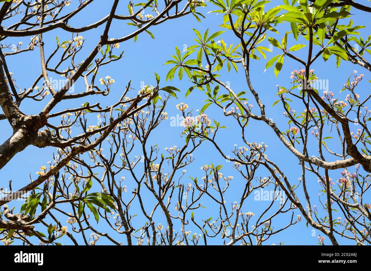 Frangipani ( Plumeria ) Bäume sind blühender Stockfoto