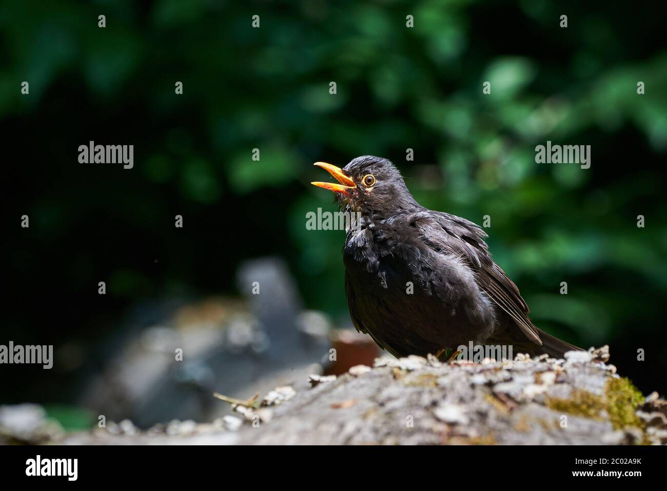 Amsel Männchen singen, Vogel Nahaufnahme (Turdus merula) Stockfoto