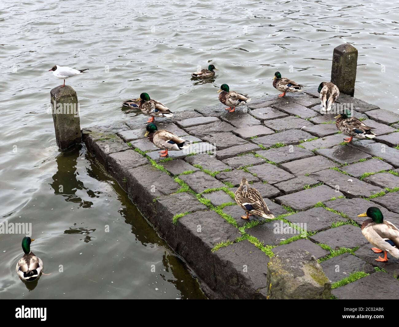 Wilde Gänse auf einem alten Steinpier in der Nähe des Wassers Stockfoto