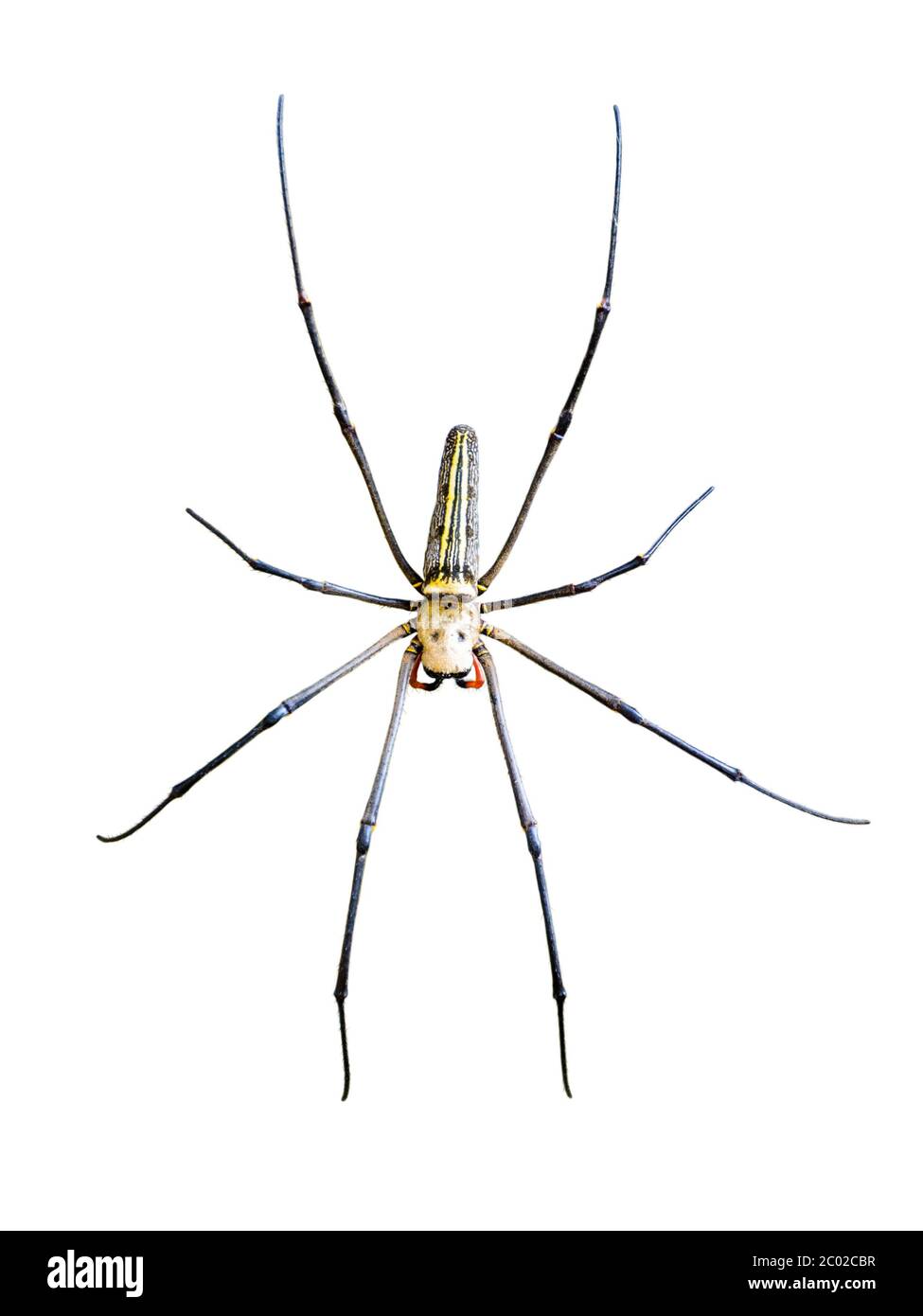 Goldene Kugel (Nephila pilipes) Stockfoto