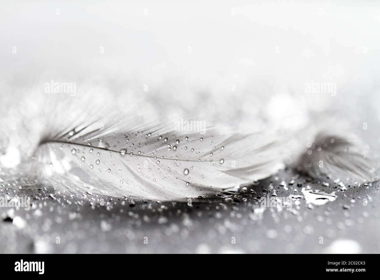 Weiße Feder mit Wasser fällt auf grauem Hintergrund Stockfoto