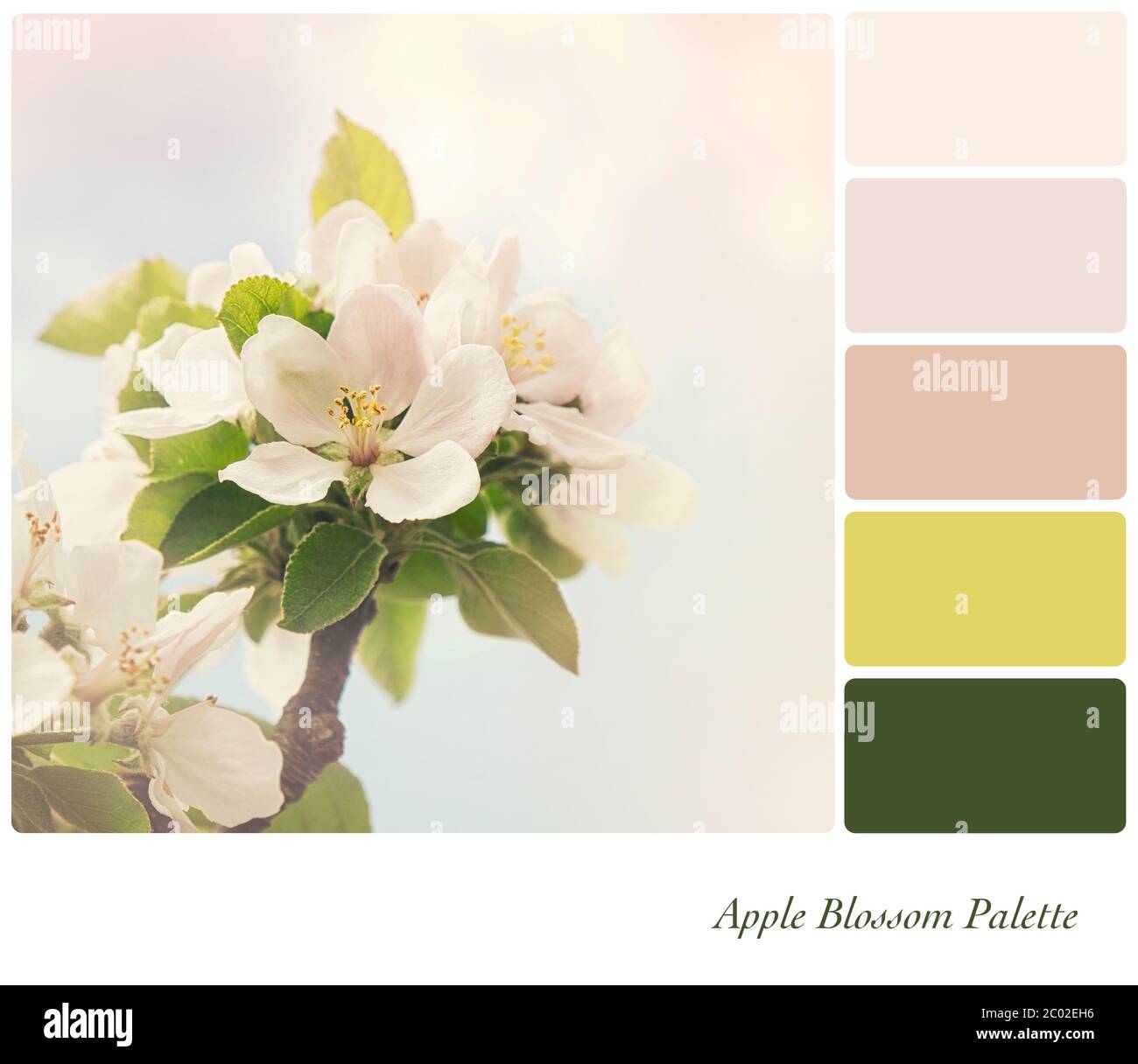 Apfelblüte im Frühling, mit Retro-Verarbeitung, in einer Farbpalette mit kostenlosen Farbfeldern. Stockfoto