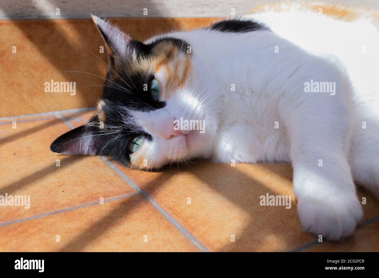 Nahaufnahme einer europäischen Kurzhaarkatze, die auf dem Boden liegt Stockfoto
