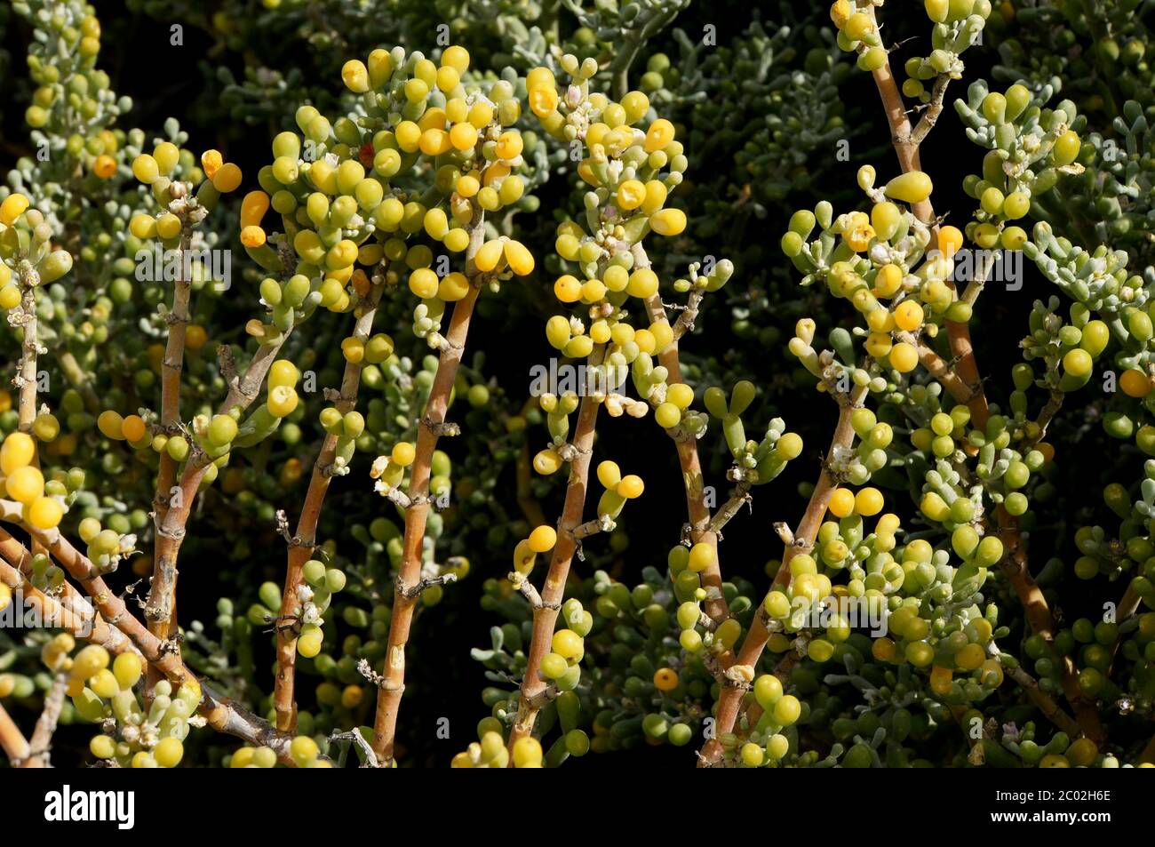 Desfontaines-Checkleaf - Zygophyllum fontanesii Stockfoto