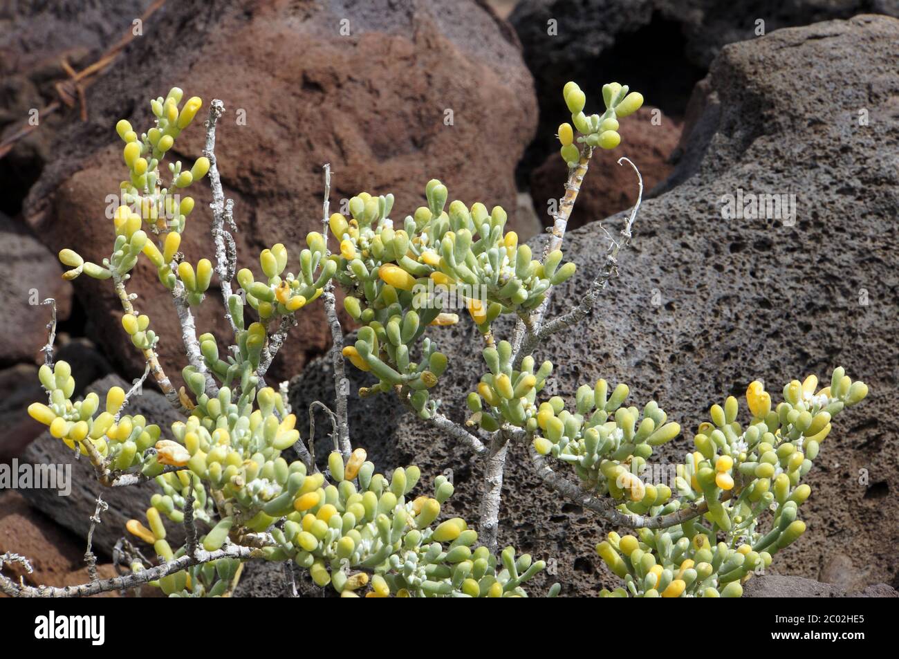 Desfontaines-Checkleaf - Zygophyllum fontanesii Stockfoto