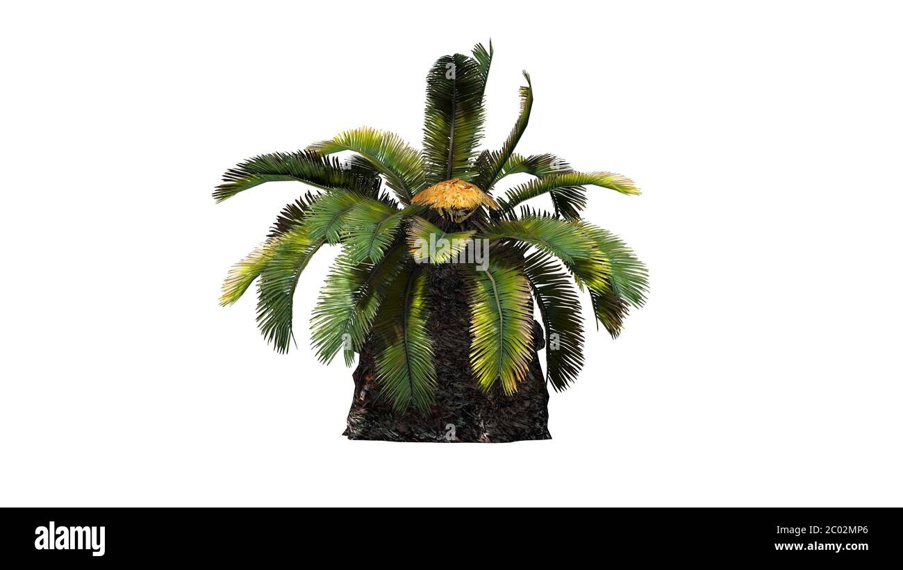 Sago Palm - Sun Palm Tree - isoliert auf weißem Hintergrund Stockfoto