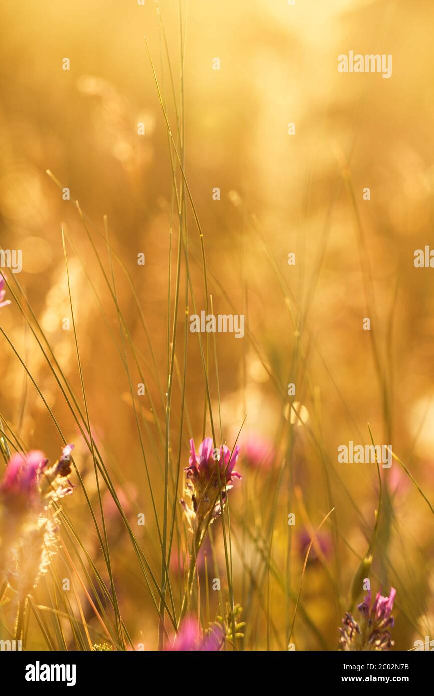 Weiche rosa Wiese Blume auf Sonnenaufgang Natur Hintergrund Stockfoto