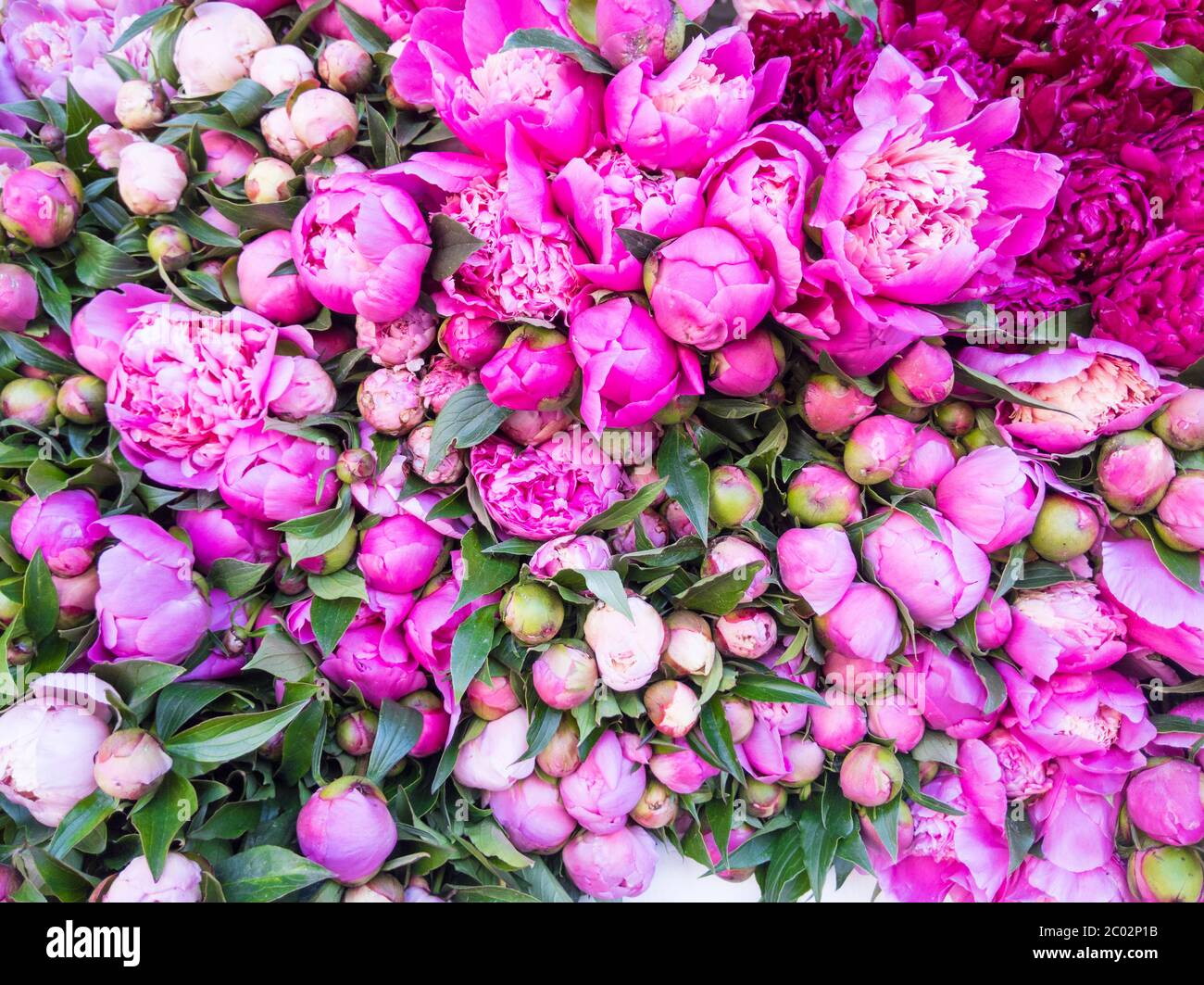 Verschwommener Blumenhintergrund. Viele schöne frische Pfingstrosen in rosa und weißen Farben. Stockfoto