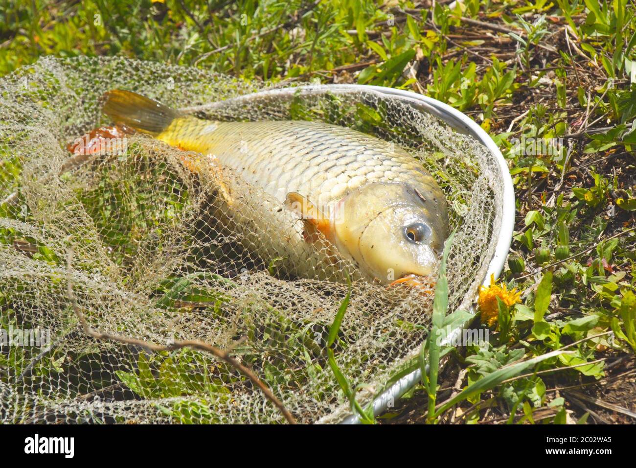 Ein frisch gefangener Karpfen in einem Angelanlegenetz liegt auf dem Gras Stockfoto