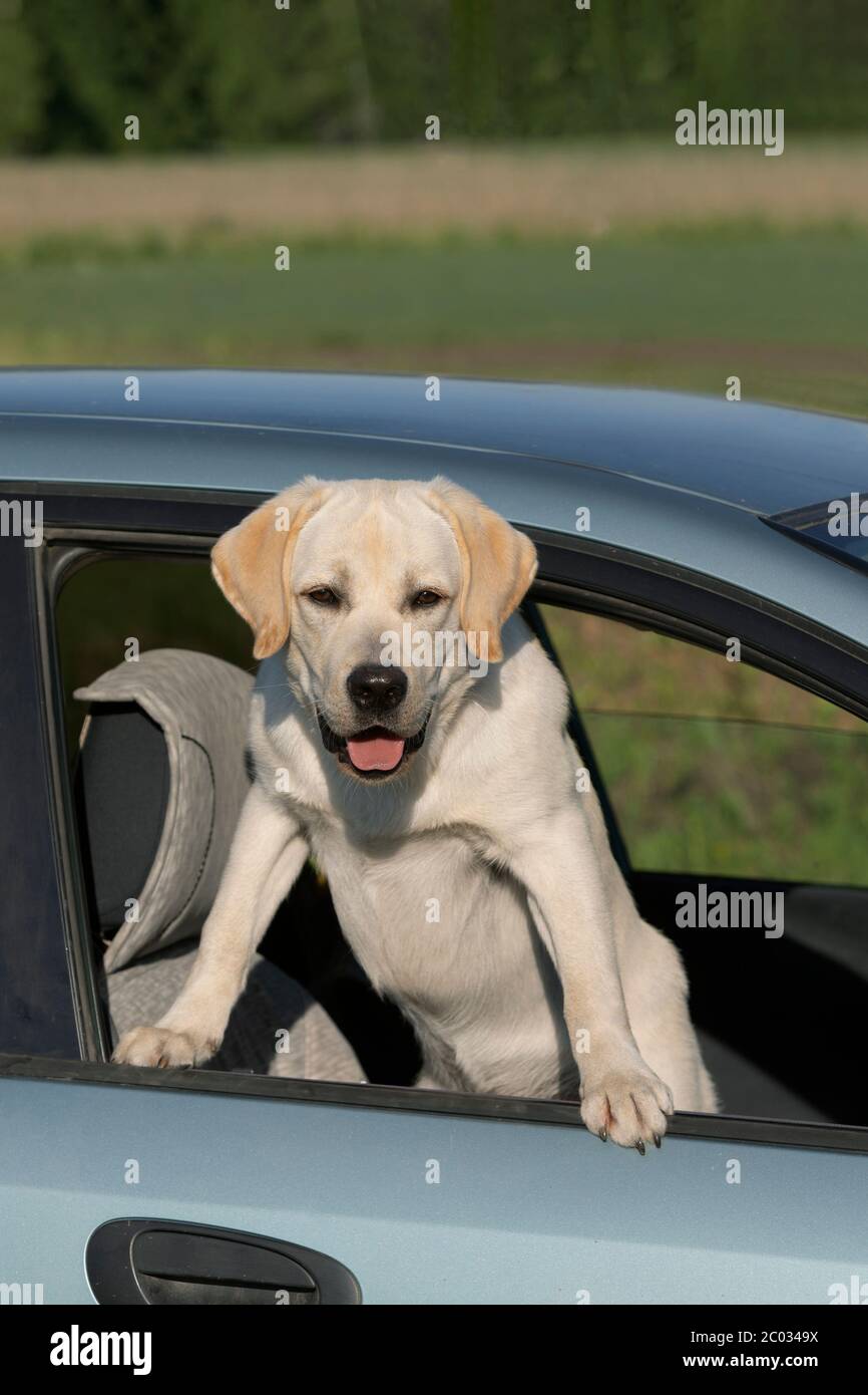 Glücklicher labrador Hund lächelt mit seiner Zunge, die aus dem Fenster hängt, hält seinen Kopf aus dem Auto. Stockfoto