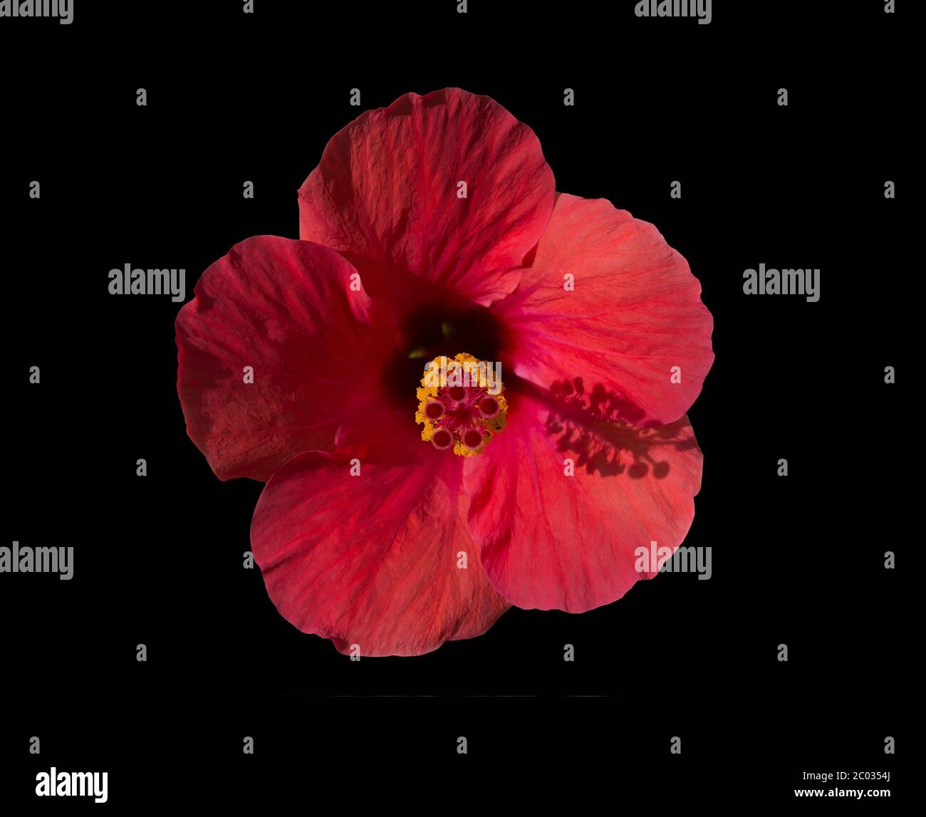 Rote tropische Hibiskusblüte um vier Uhr Stockfoto